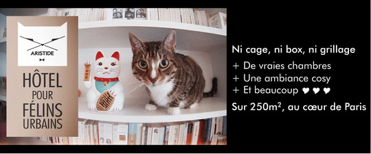 Aristide Le 1er Hotel Pour Chats A Paris Par Gauthier Kisskissbankbank